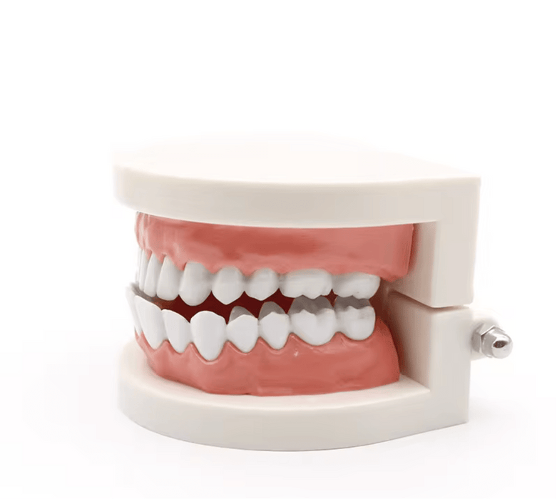 Dental Teeth Model, Standard Tooth Model