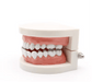 Dental Teeth Model, Standard Tooth Model