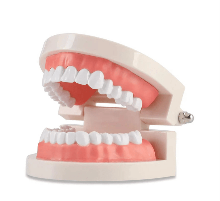 Dental Teeth Model, Standard Tooth Model