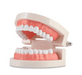 Dental Teeth Model, Standard Tooth Model