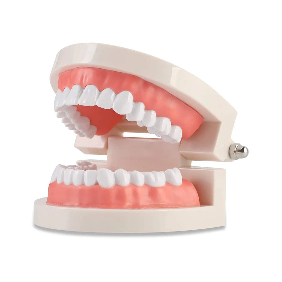Dental Teeth Model, Standard Tooth Model