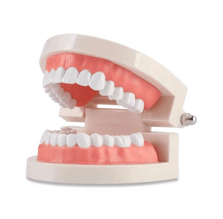Dental Teeth Model, Standard Tooth Model