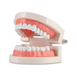 Dental Teeth Model, Standard Tooth Model