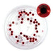 Swarovski Crystal Rhinestones, Light Red 2mm 50pc